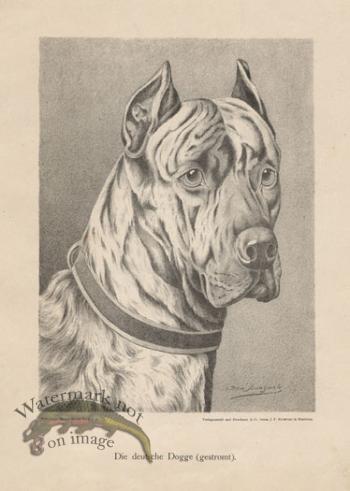 1890s Dogs 37